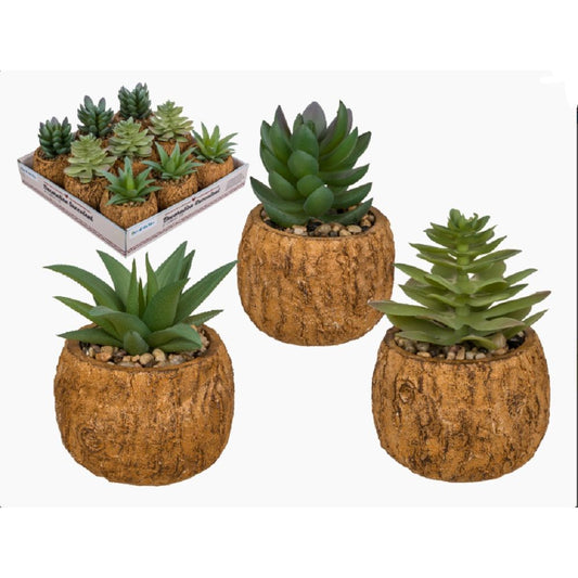 Decorative Cactus Succulent in Pot