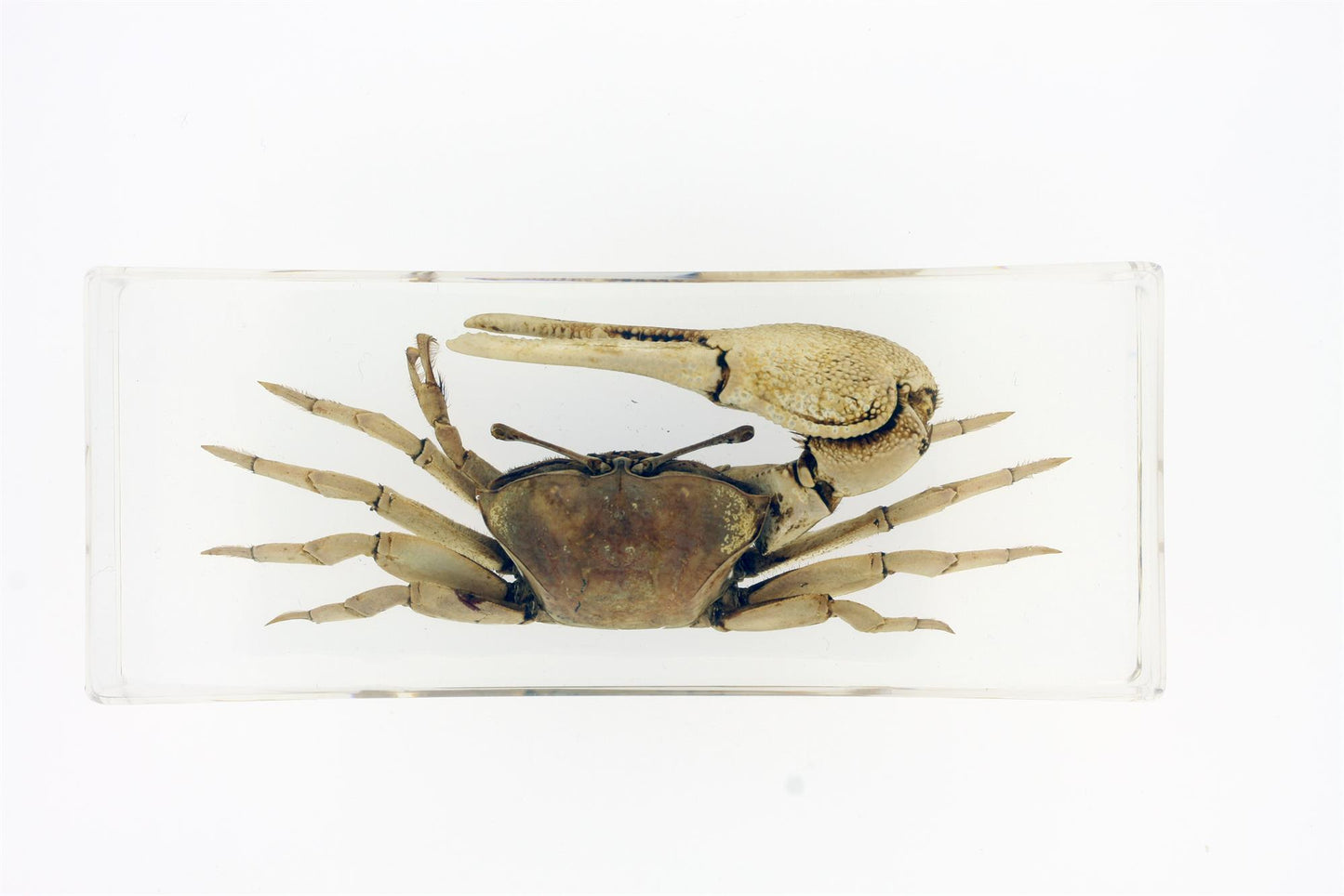 Office/Home - Paperweight - Bug Store - FIDDLER CRAB