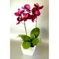 Floral - Mini Orchid in a Pot