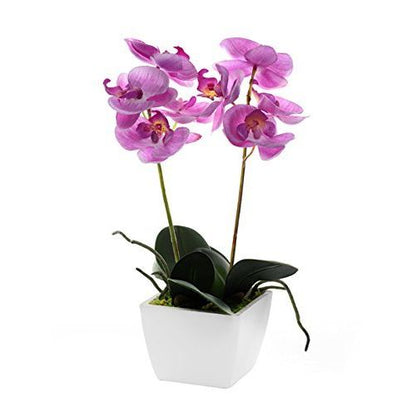 Floral - Mini Orchid in a Pot